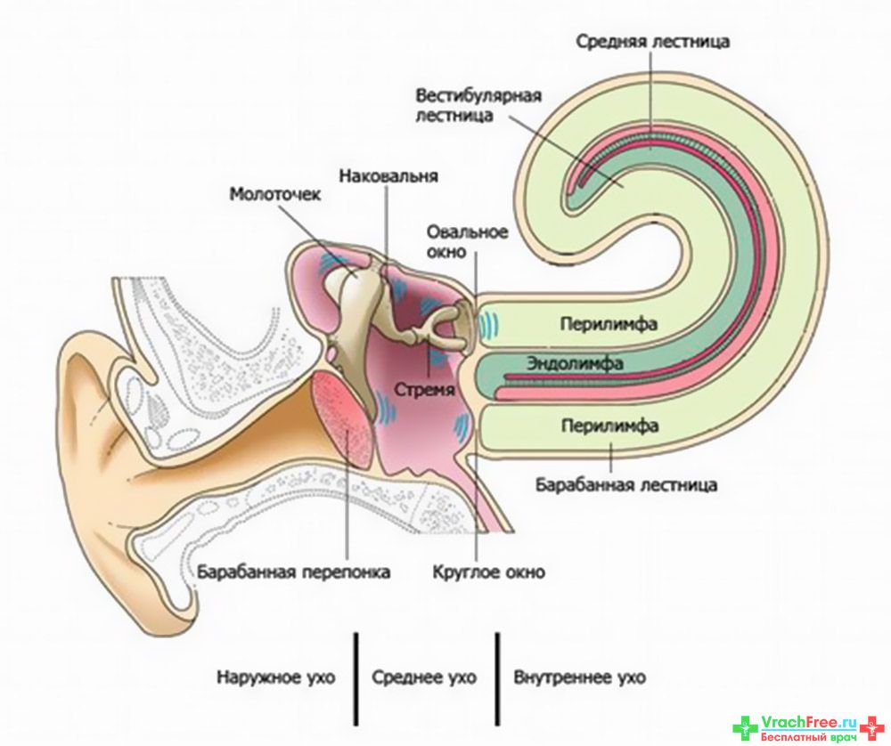 Барабанной перепонкой и внутренним ухом. Строение внутреннего уха эндолимфа. Барабанная перепонка строение уха. Овальное окно слуховой анализатор. Строение улитки внутреннего уха в разрезе.