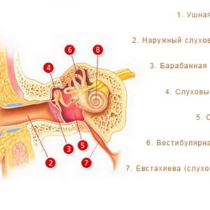 схема строения уха