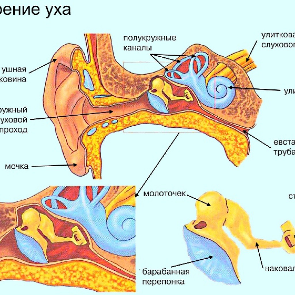 Схема строения наружного среднего и внутреннего уха