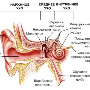 Строение и функции уха